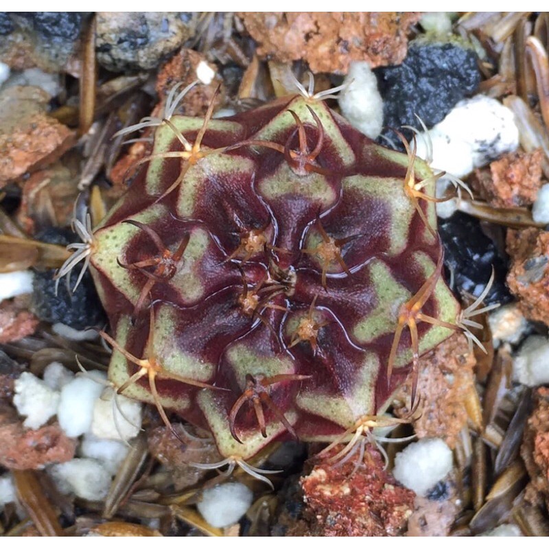 Xương rồng gym vân mini