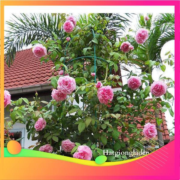 Gói 20 Hạt Giống Hoa Hồng Leo Pháp Nhiều Màu VIETGAR
