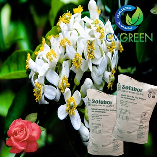 Solubor - etidot tan trong nước gói 1kg