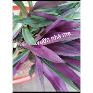 Cây lẻ bạn trồng kiểng