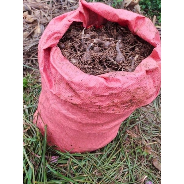 CONBO 1 KG huệ mưa , tóc  tiên hồng khủng bông to (ảnh thật)