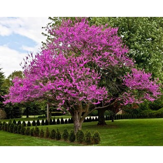 Cây hoa HẠNH PHÚC  - Cây đẹp, hoa bền