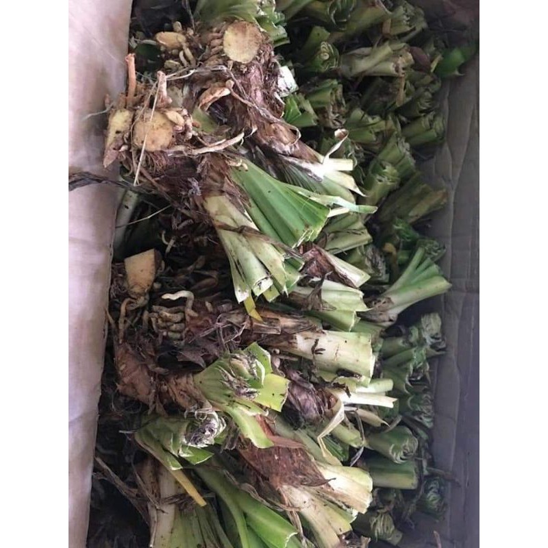 1 củ hoa Arapang, Thanh anh