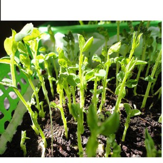 (Rẻ nhất) Hạt giống rau mầm đậu Hà Lan gói 50 gram xuất xứ Italia tại thietbinhavuon- hàng đẹp - giao hàng nhanh.