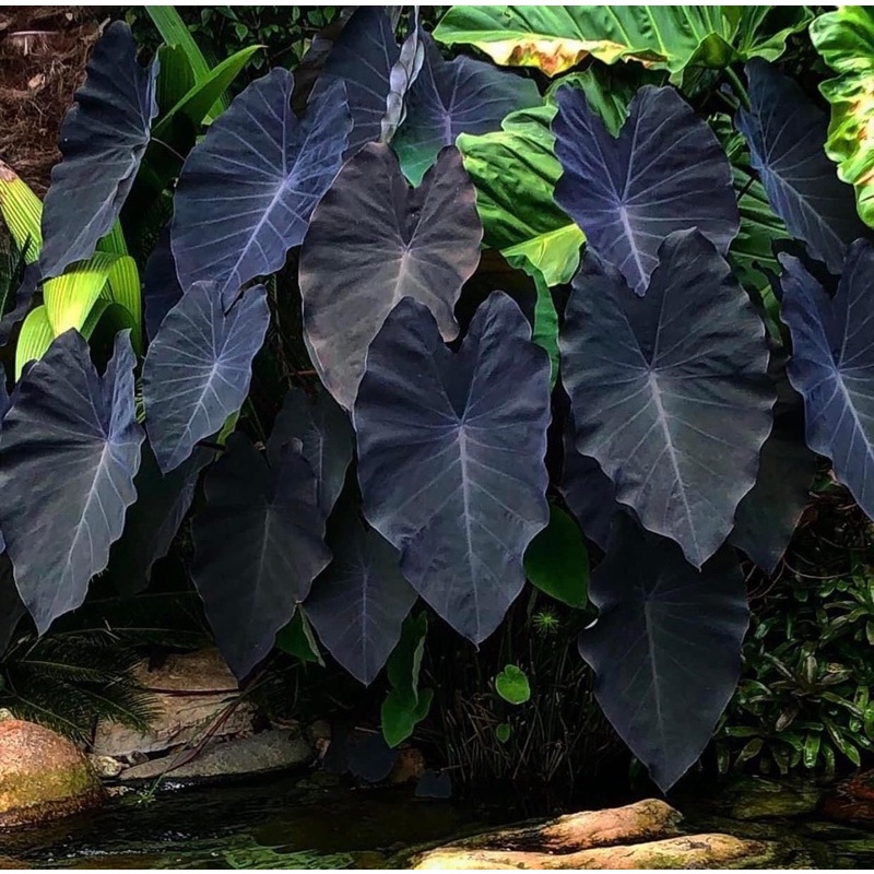 Colocasia Esculenta Black Magic