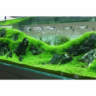 Hạt giống cỏ thủy sinh lá nhỏ