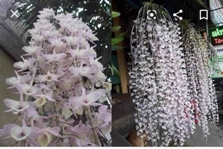 Hạc vỹ Tây Bắc