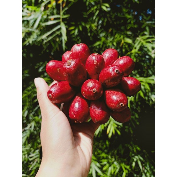 Thảo quả tươi Yên Bái ngâm rượu túi 500gr