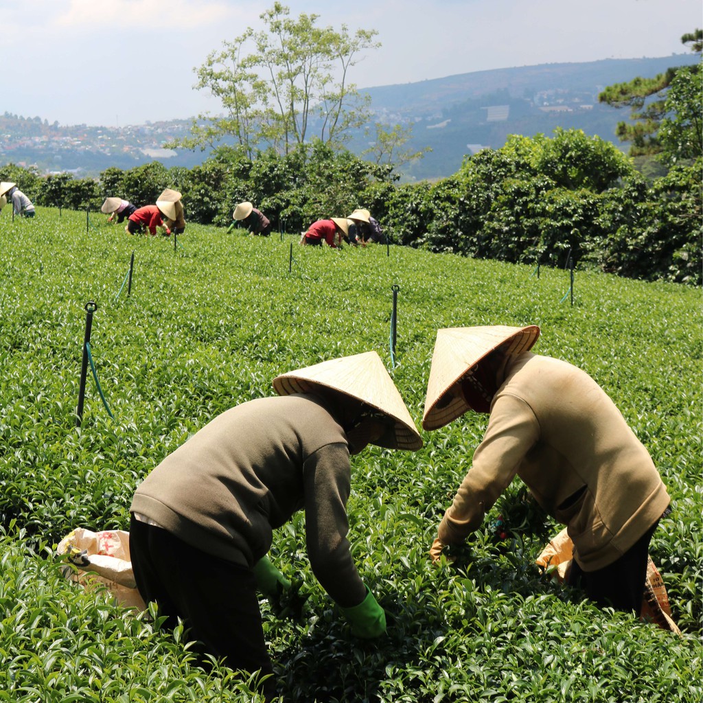 Trà Sen (Lotus Tea) Dalat Farm - Hộp 110Gr