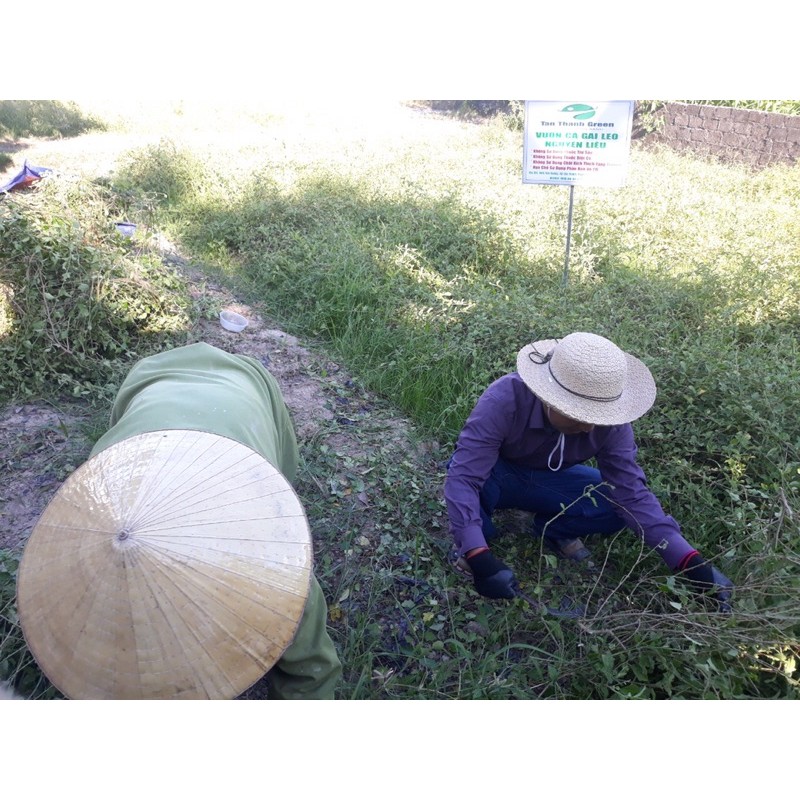 Cà Gai Leo Tân Thành cao cấp