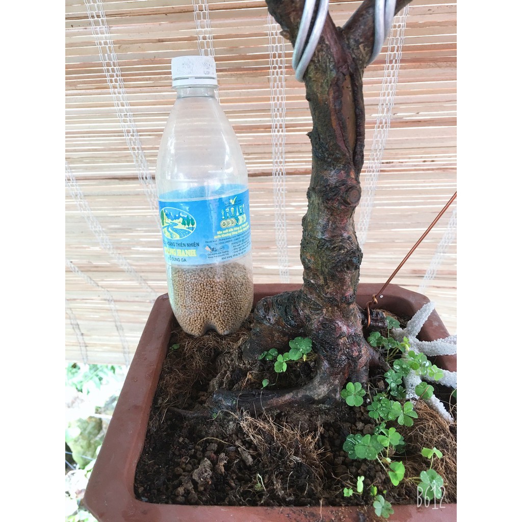 Cây tùng la hán bonsai để bàn mini nhà vườn mộc
