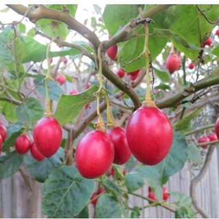 Hạt giống cà chua thân gỗ tamarillo - gói 10 hạt kns2456