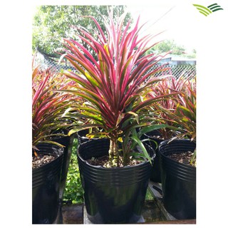 50 Chậu nhựa trồng cây C10 KT: 25x21x21(cm)