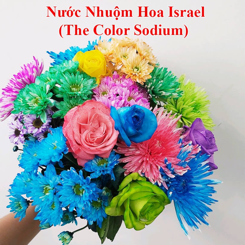 NƯỚC NHUỘM HOA CẮT CÀNH ĐỦ MÀU SẮC THEO CÔNG NGHỆ ISRAEL GIÚP HOA TƯƠI HÚT NƯỚC ĐỂ ĐỔI MÀU SẮC