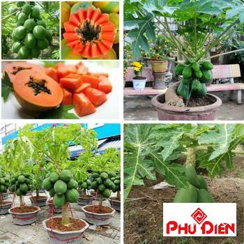 Gói 100 HẠT GIỐNG ĐU ĐỦ LÙN SIÊU TRÁI PHÚ ĐIỀN