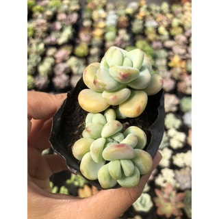 Sen Đá Sỏi Thiên Thanh Size Bầu 5cm Hư 1 Đổi 1