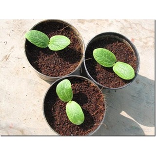 Hạt giống Bí đĩa bay mini