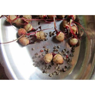 25 hạt giống hoa atiso đỏ