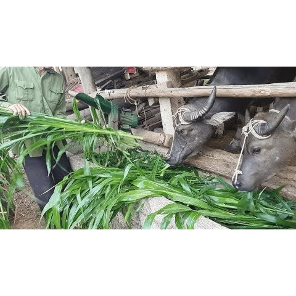 300g hạt giống cỏ ngô SUDAN LAI - siêu năng suất chăn nuôi trâu, bò, dê.cá, thỏ......