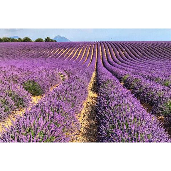 Túi thơm để tủ quần áo Nụ Hoa Khô Oải Hương Lavender, Túi Thơm treo xe Mùi Thơm Nhẹ Dịu tự nhiên dễ chịu