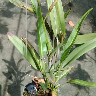 Lan Brass trưởng thành hoa sổ số