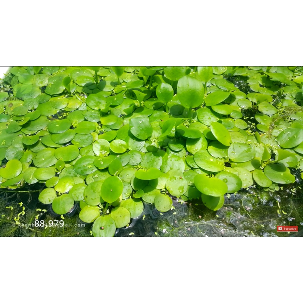 Bèo Nhật dễ trồng 11 cây Bèo thủy sinh - Cây Thủy Sinh - Phụ kiện thủy sinh