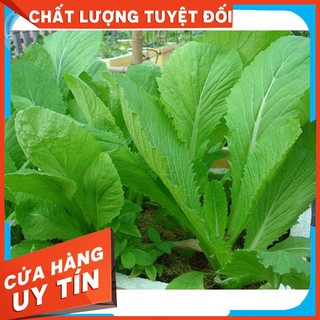 20g Hạt Giống Cải Bẹ Xanh mỡ cao sản