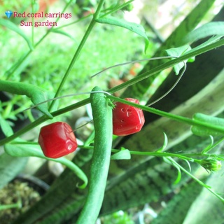 Bông tai thủ công đỏ độc đáo