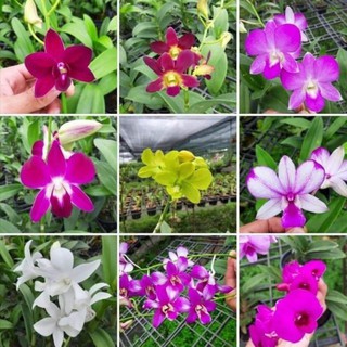 Hoa lan denro nhiều màu giá lẻ như sỉ
