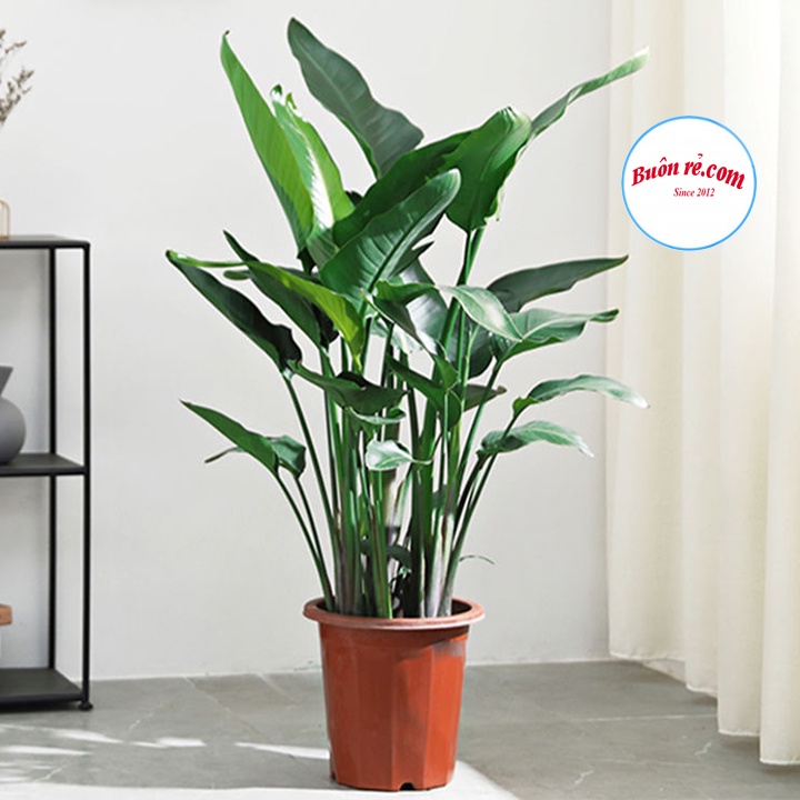 Chậu hoa tròn nhựa Decor nhà cửa xinh xắn 2287