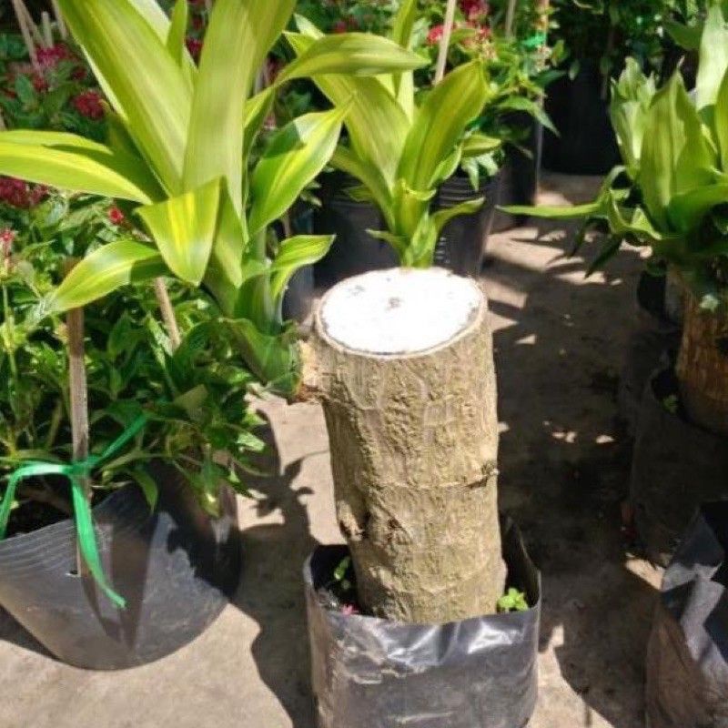 Phát Tài Khúc-Thiết Mộc Lan