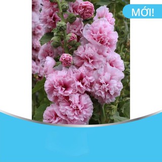 💖hạt giống chuẩn💖 hạt giống hoa mãn đình hồng kép hạt chuẩn, tỷ lệ nảy mầm cao