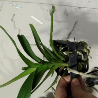 Nhạn Thái tháng 8