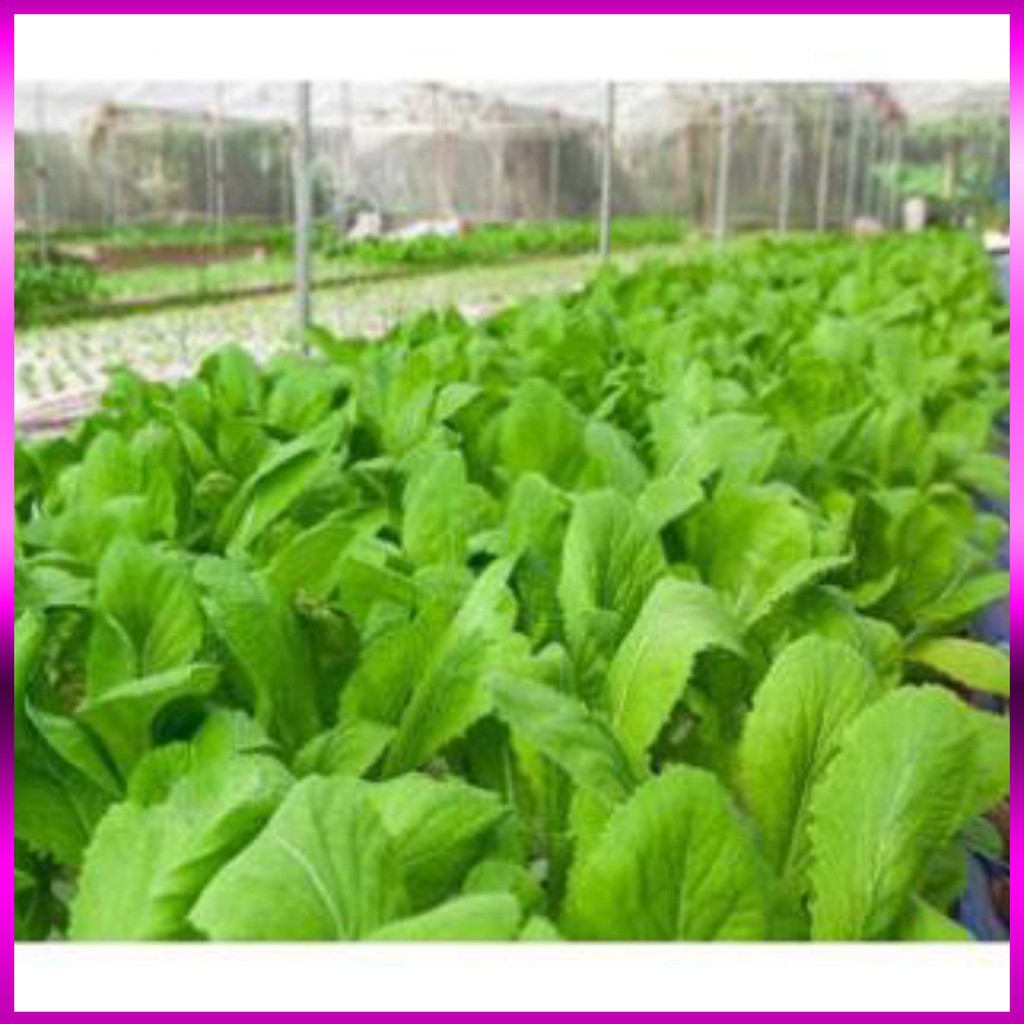 Hạt giống cải mơ đăm TN22