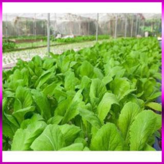 Hạt giống cải mơ đăm TN22