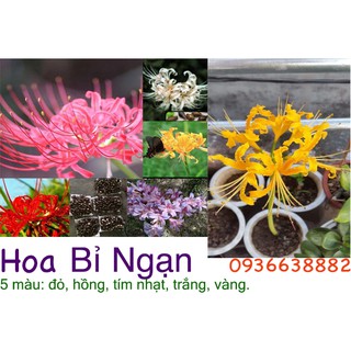 Củ giống Hoa Bỉ Ngạn - 5 màu đỏ, hồng, tím nhạt, trắng, vàng.