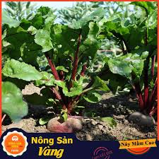 (Gói 100 hạt)Hạt giống củ dền ( củ cải đường )dễ trồng kháng bệnh tốt năng suất cao-Tổng kho hạt giống giá rẻ