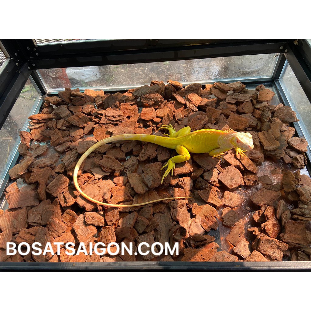 GỖ THÔNG LÓT CHUỒNG CHO BÒ SÁT 1KG / IGUANA, RÙA CẠN, MONITOR, RỒNG NAM MỸ...