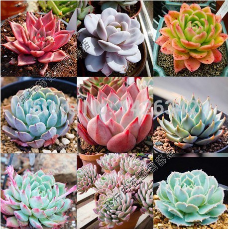 hạt giống sen đá mix màu