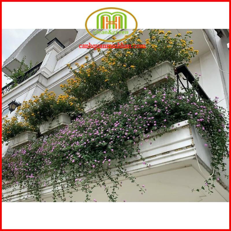 Hoa ngũ sắc tím rủ và ngũ sắc vàng treo ban công trang trí cực đẹp Minh Hân Garden