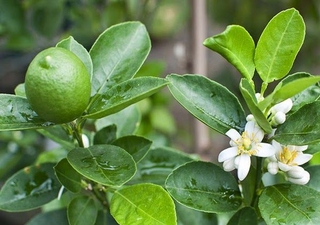 Cây CHANH TỨ QUÝ ghép