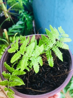 Dương Xỉ chậu nhỏ