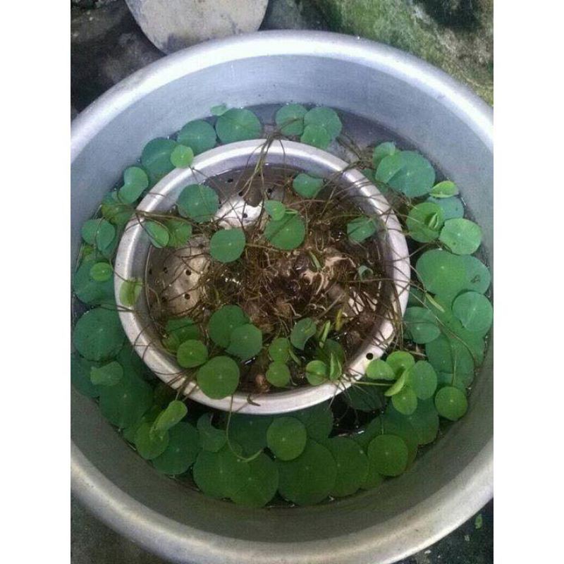 HG3b 10Hạt Giống Hoa Sen Nhật Mini 10 màu luckyseed hạt siêu rẻ