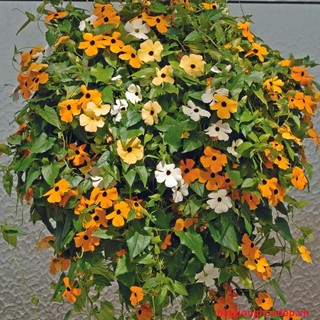 HẠT GIỐNG HOA ÁNH DƯƠNG ( mắt nhung)