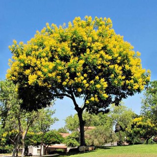 CÂY GIỐNG CÂY HOA PHƯỢNG VÀNG SIÊU ĐẸP