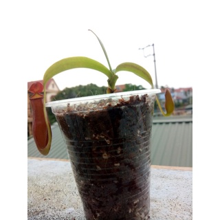 cây nắp ấm mirabilis x gracilis ( hình size nhỏ, nhưng bán size to hơn)