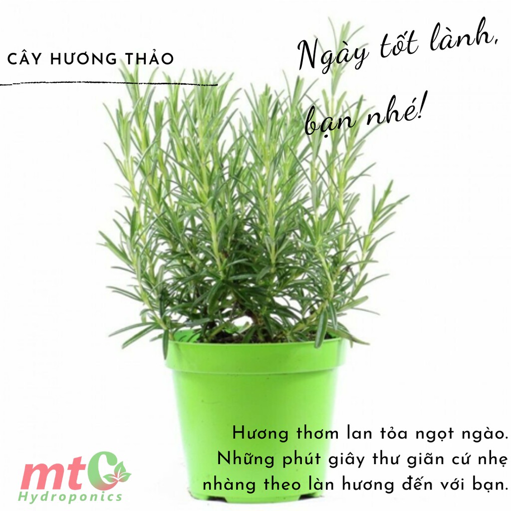 Cây Hương Thảo Rosemary - Gia vị thảo dược tốt cho sức khỏe