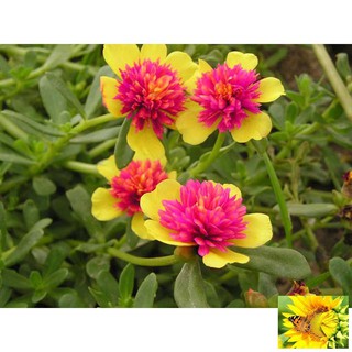 100 hạt hoa 10h sam (hoa sam)