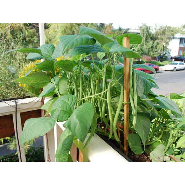 Đậu Cove Cao Sản RĐ 557