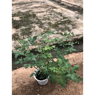 hoa hồng ngoại đủ màu